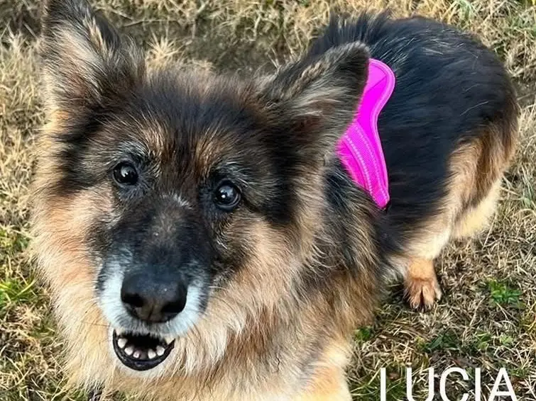 Adotta un cane, taglia media, femmina, Bologna