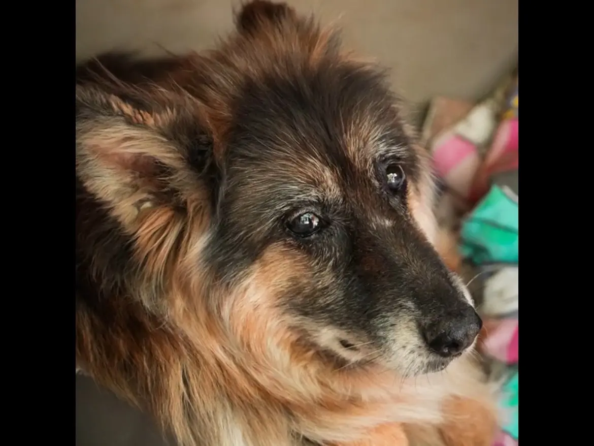 Adozione cane, femmina, Pastore tedesco Razza sconosciuta, 11 anni e 3 mesi, taglia media, Bologna