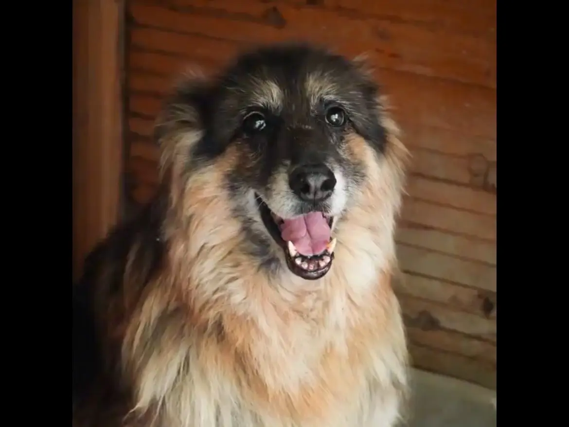 Adotta un cane, femmina, 11 anni e 3 mesi, Bologna