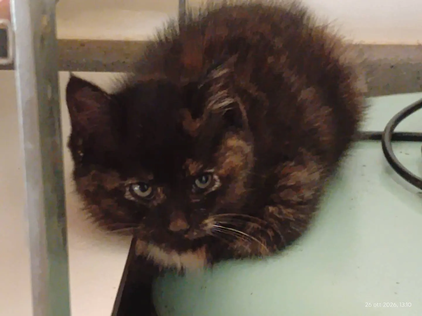 Adozione gatto, femmina, Razza sconosciuta Razza sconosciuta, 1 mese, taglia non valida, Roma