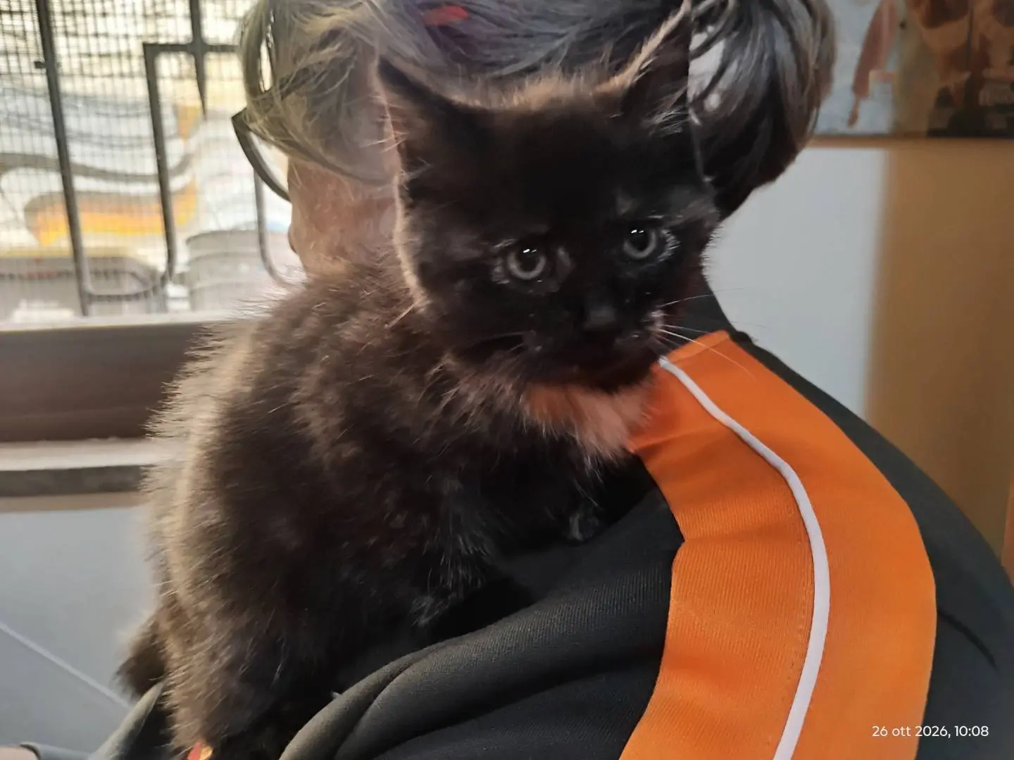 Adotta un gatto, femmina, 1 mese, Roma