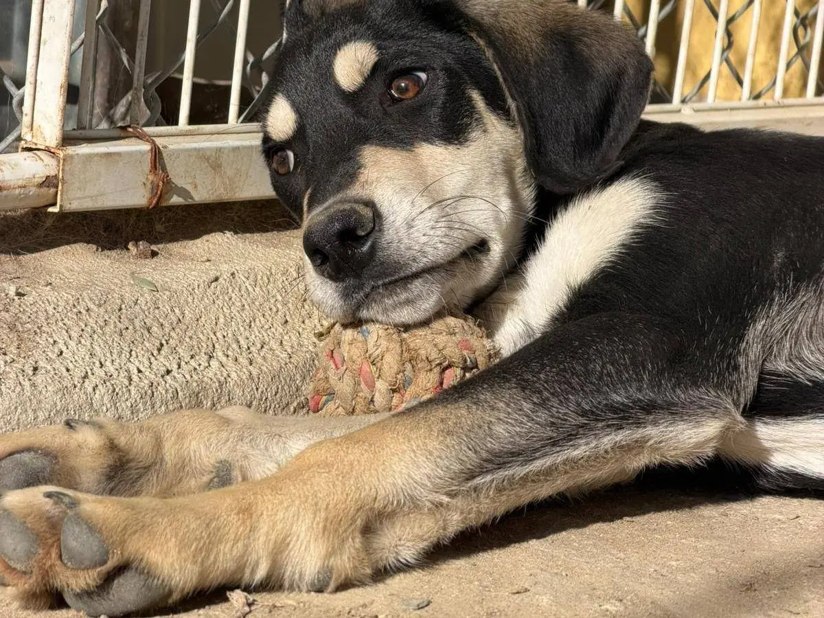 Adotta un cane, taglia media, maschio, Crotone