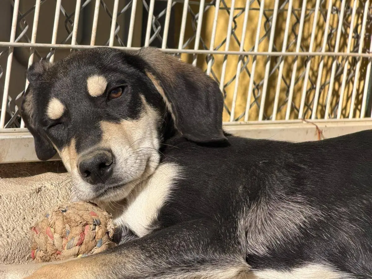 Adotta un cane, maschio, 1 anno, Crotone