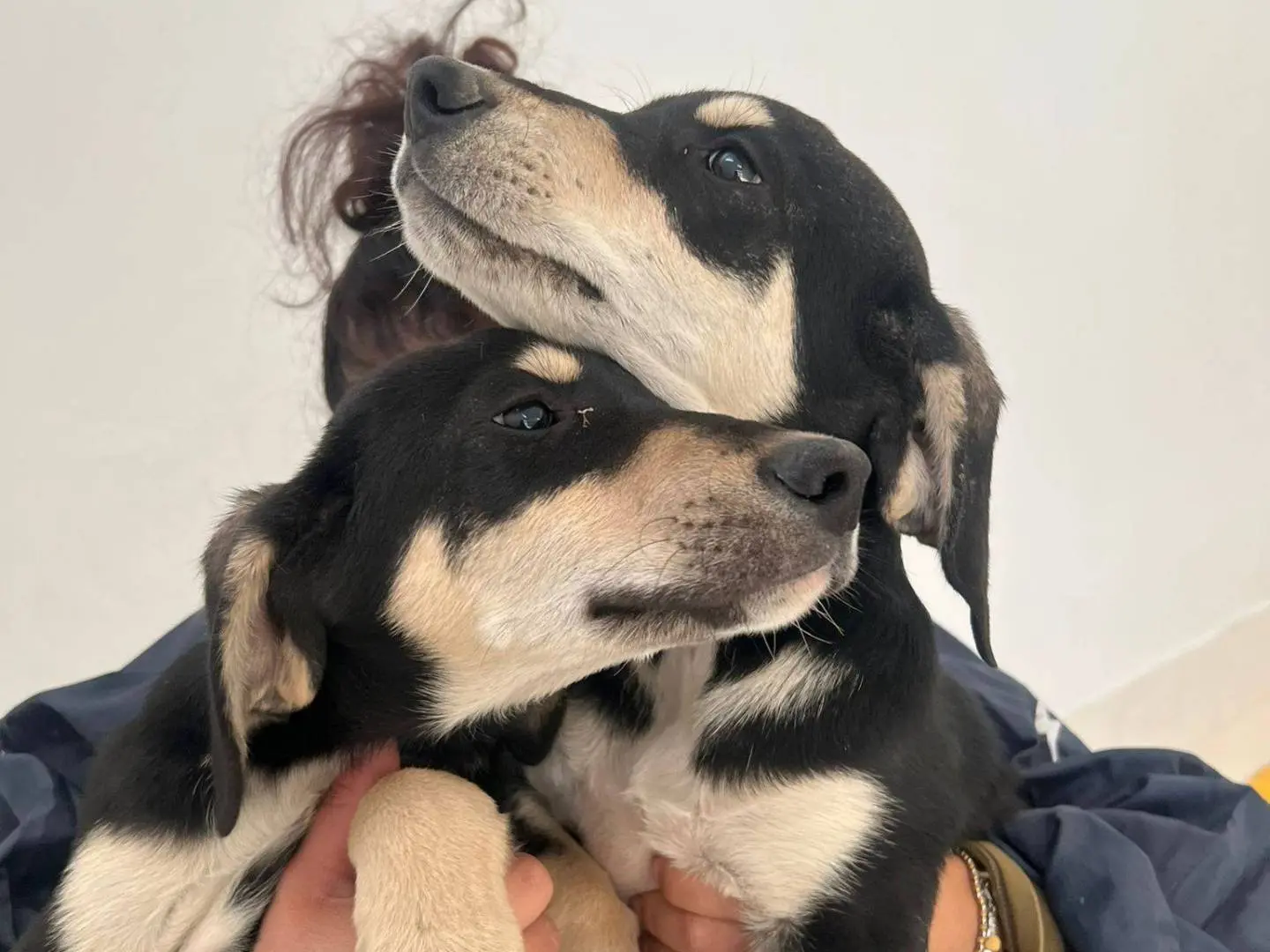 Adozione cane, maschio, Segugio Razza sconosciuta, 1 anno, taglia media, Crotone
