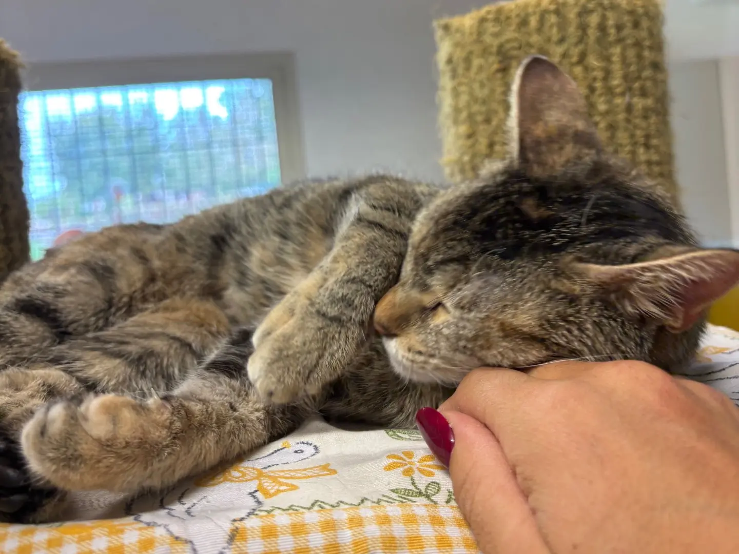Adotta un gatto, taglia non valida, femmina, Brescia