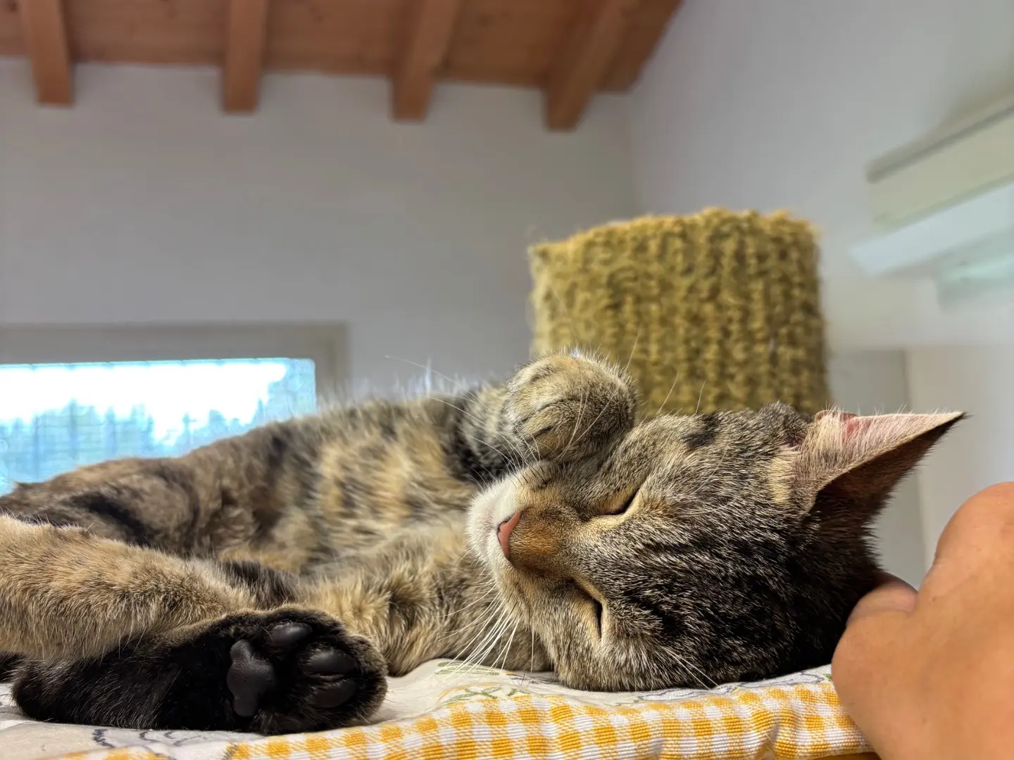 Adotta un gatto, femmina, 1 anno e 2 mesi, Brescia