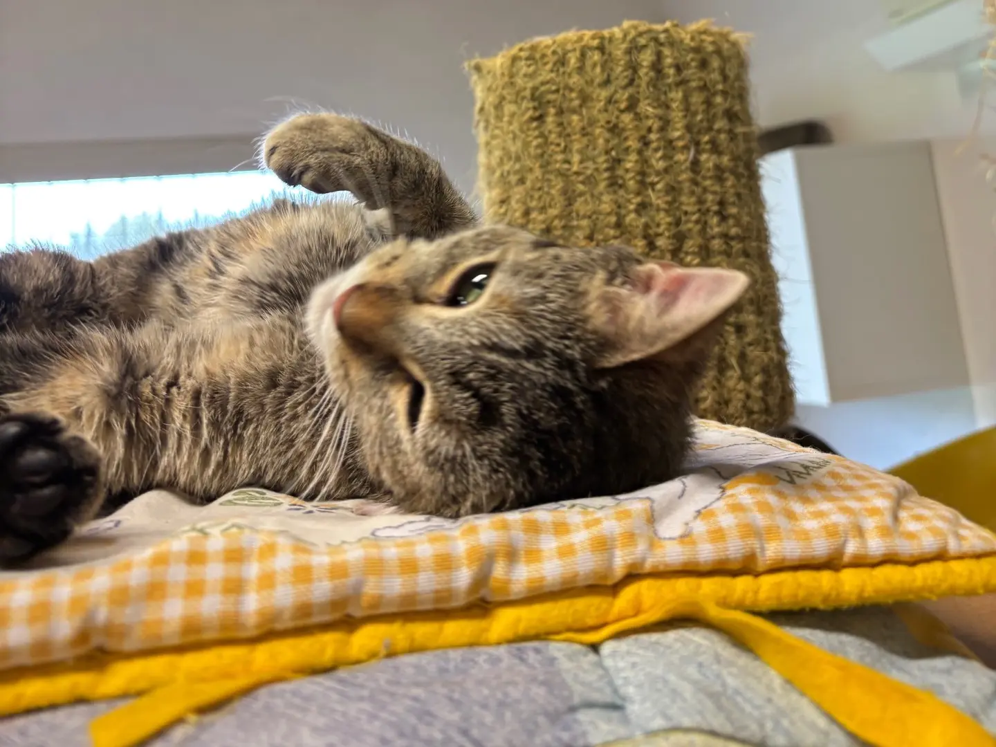 Adozione gatto, femmina, Razza sconosciuta Razza sconosciuta, 1 anno e 2 mesi, taglia non valida, Brescia