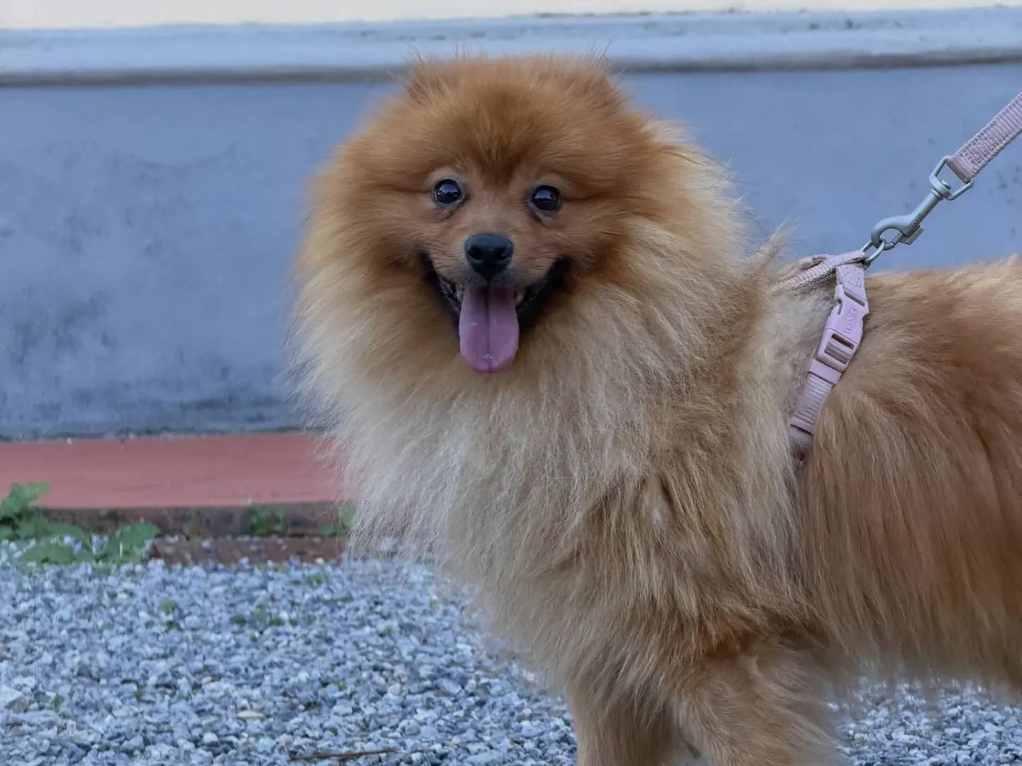 Adotta un cane, taglia piccola, maschio, Pisa