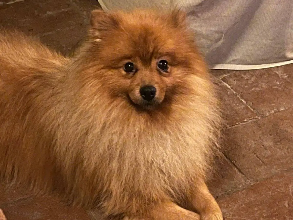 Adotta un cane, maschio, 4 anni e 7 mesi, Pisa
