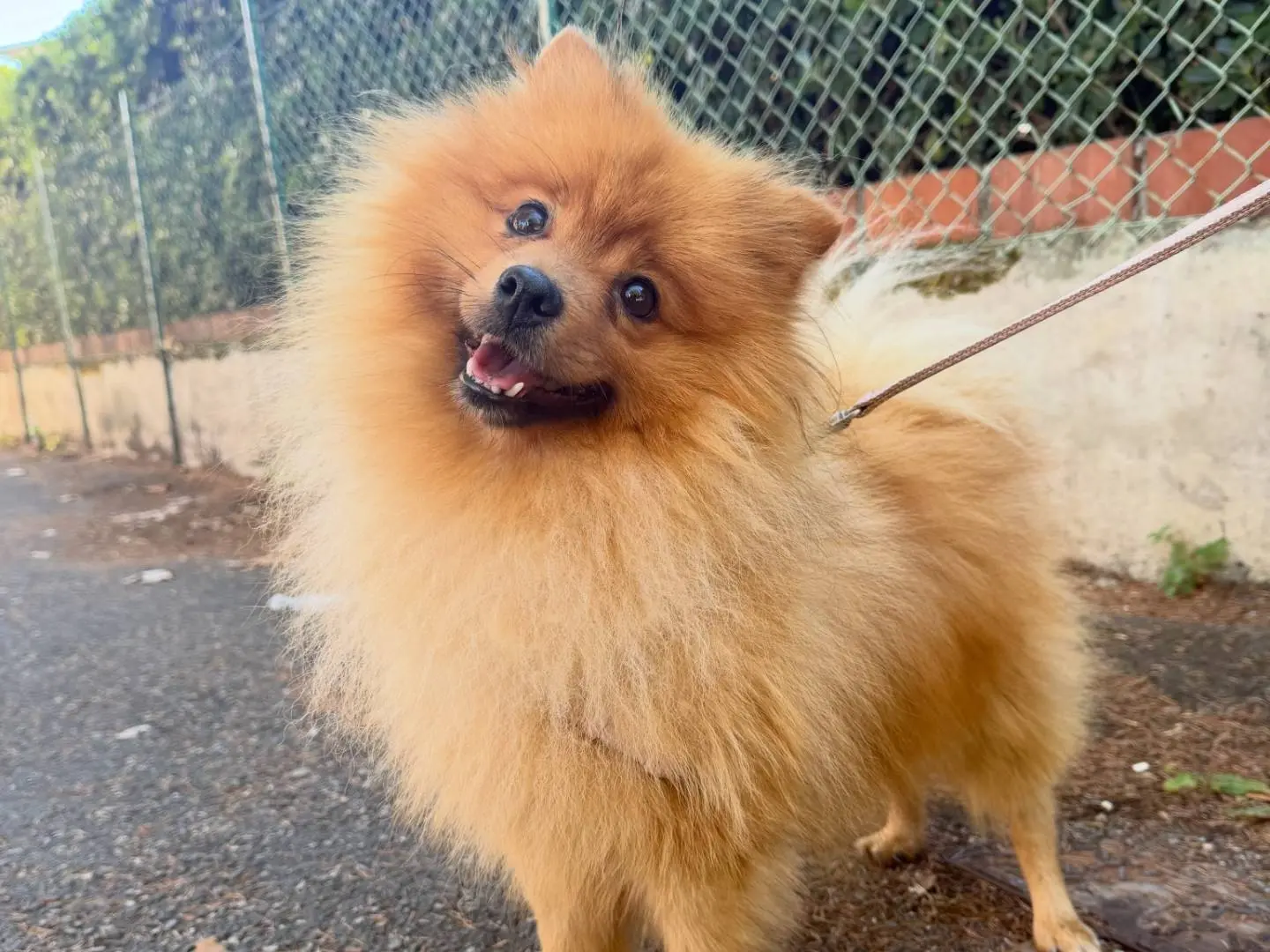 Adozione cane, maschio, Spitz Razza sconosciuta, 4 anni e 7 mesi, taglia piccola, Pisa