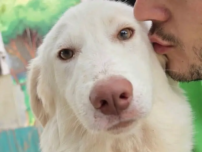 Adozione cane, femmina, Razza sconosciuta Razza sconosciuta, 6 mesi, taglia media contenuta, Chieti