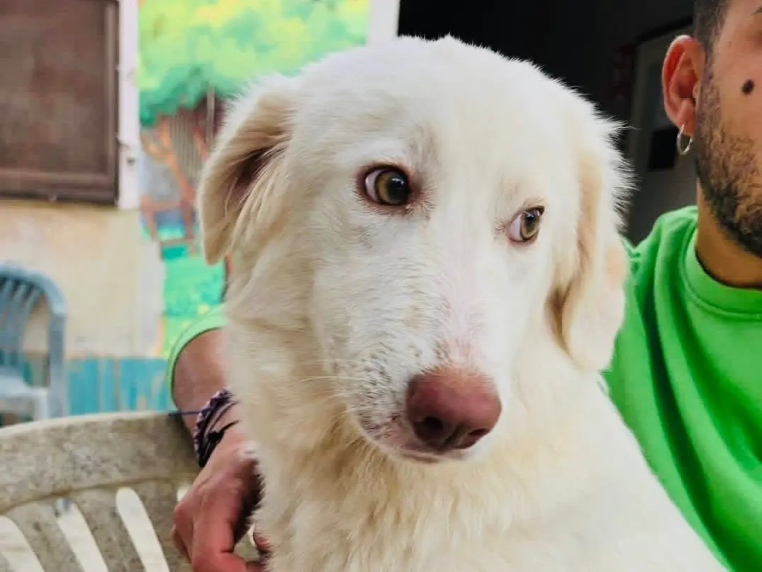 Adotta un cane, femmina, 6 mesi, Chieti