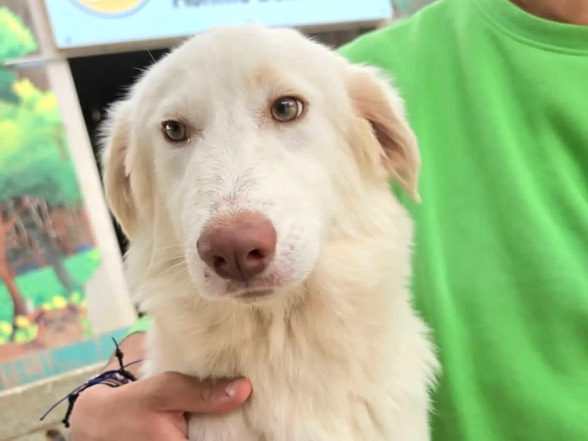 Adotta un cane, taglia media contenuta, femmina, Chieti