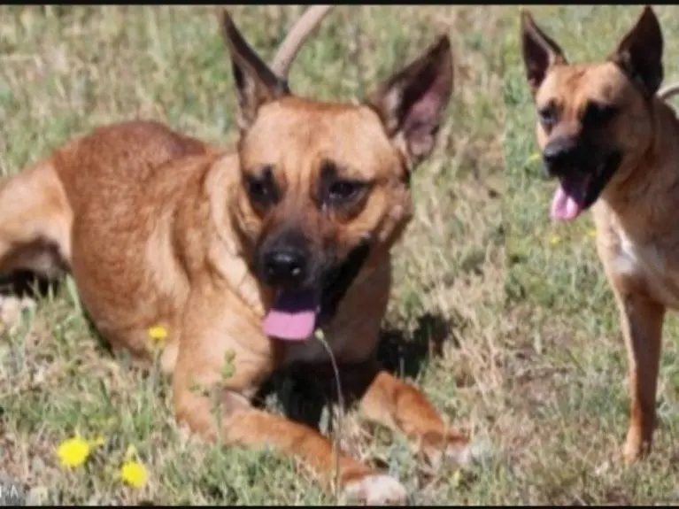 Adozione cane, femmina, Razza sconosciuta Razza sconosciuta, 9 anni e 1 mese, taglia piccola, Roma