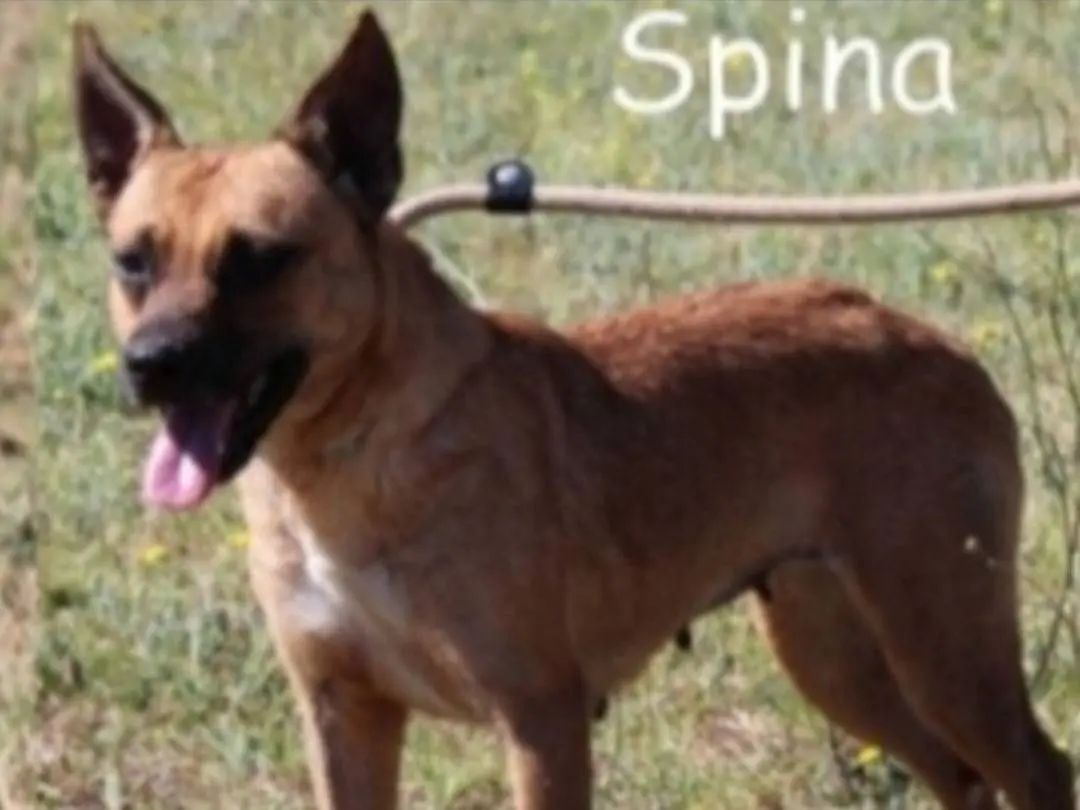 Adotta un cane, femmina, 9 anni e 1 mese, Roma