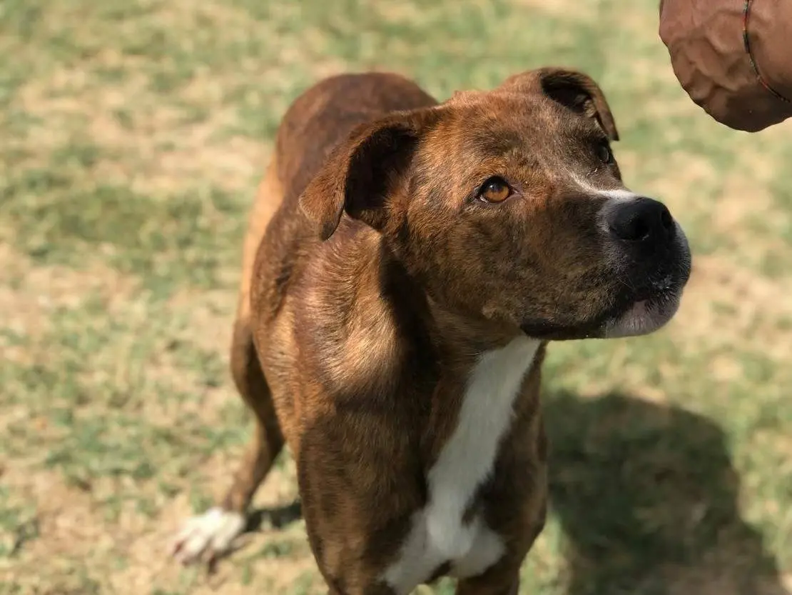 Adotta un cane, taglia media, maschio, Latina