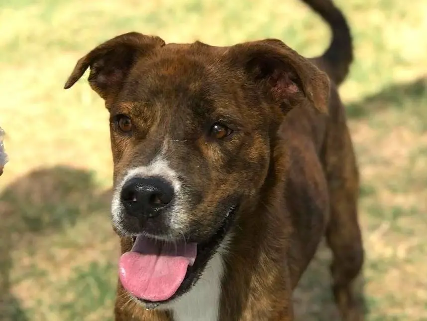 Adozione cane, maschio, Boxer, 5 anni e 1 mese, taglia media, Latina