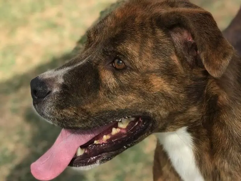 Adotta un cane, maschio, 5 anni e 1 mese, Latina