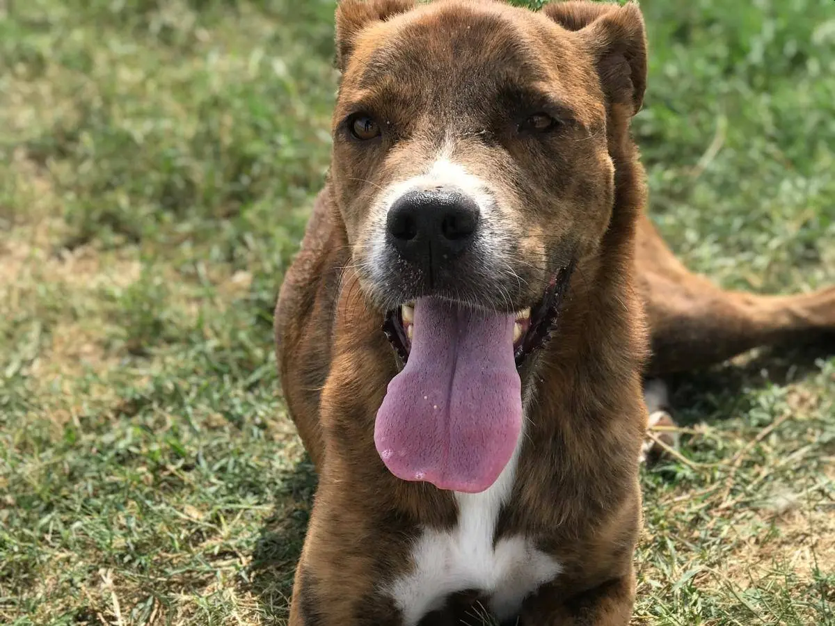 Adotta il cane RAP a Latina