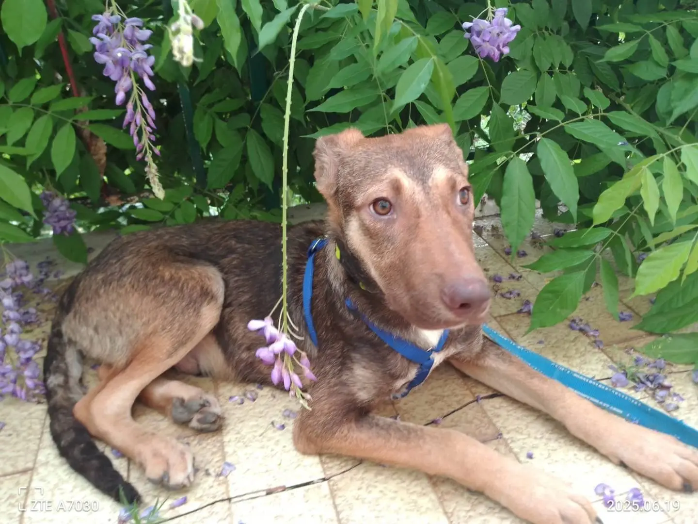Adotta il cane STEFHAN a Avellino