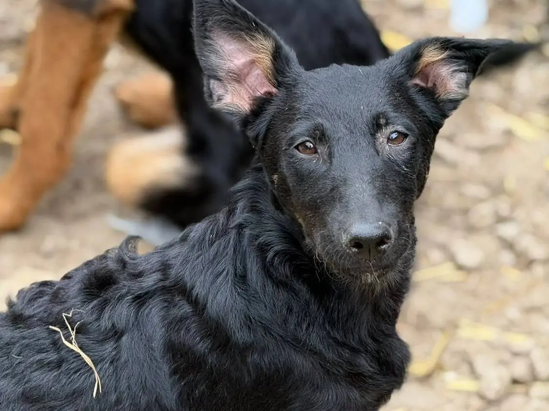 Vuoi adottare un cane a Firenze?