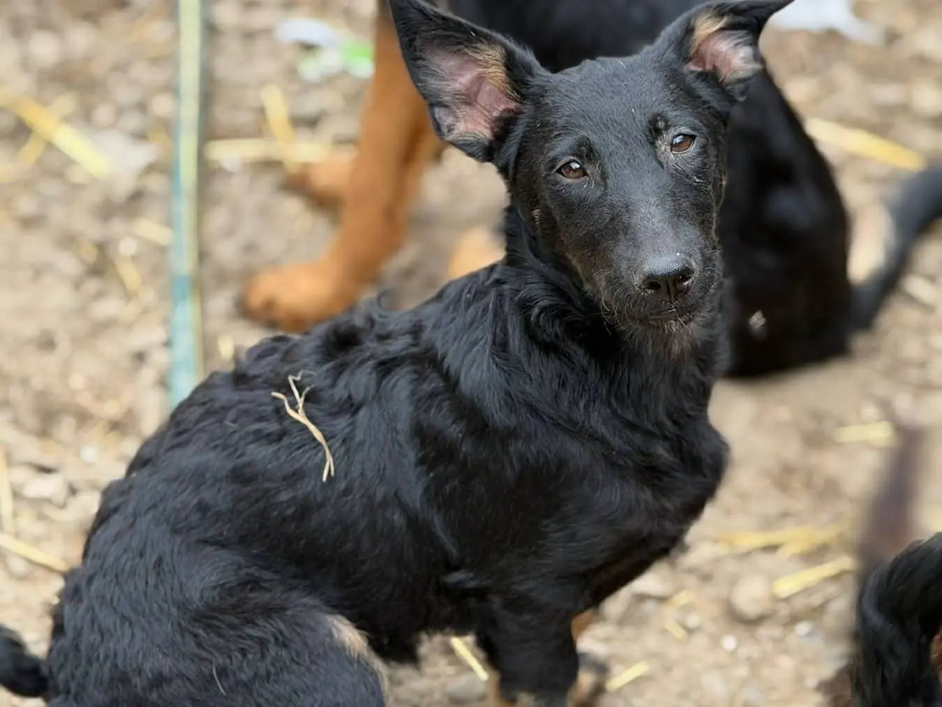 Adotta un cane, taglia media contenuta, femmina, Firenze