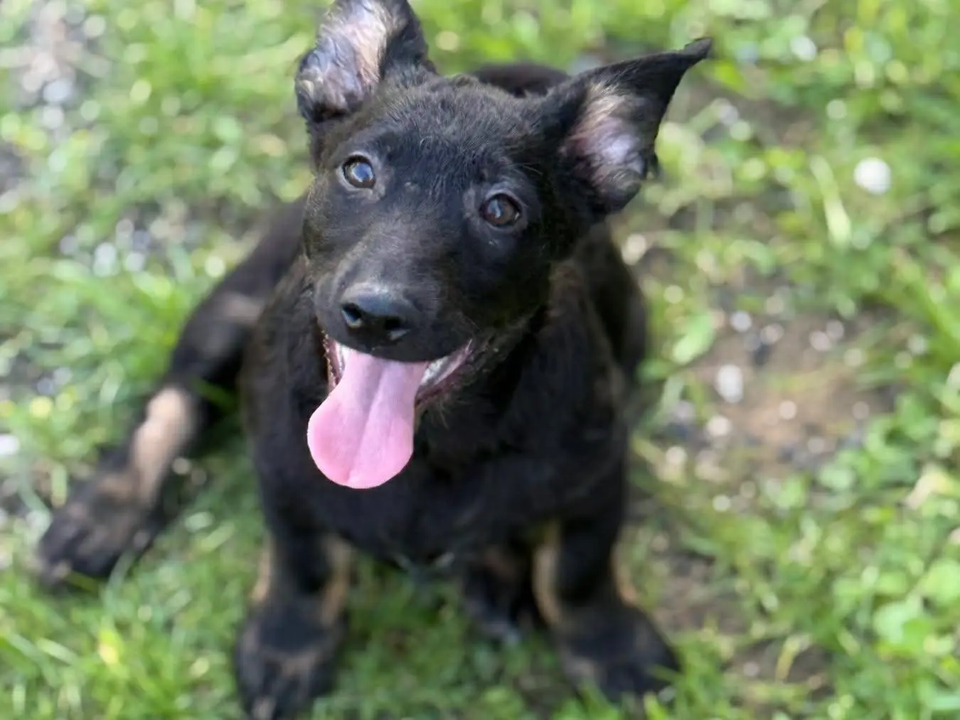 Adotta il cane EMA a Firenze