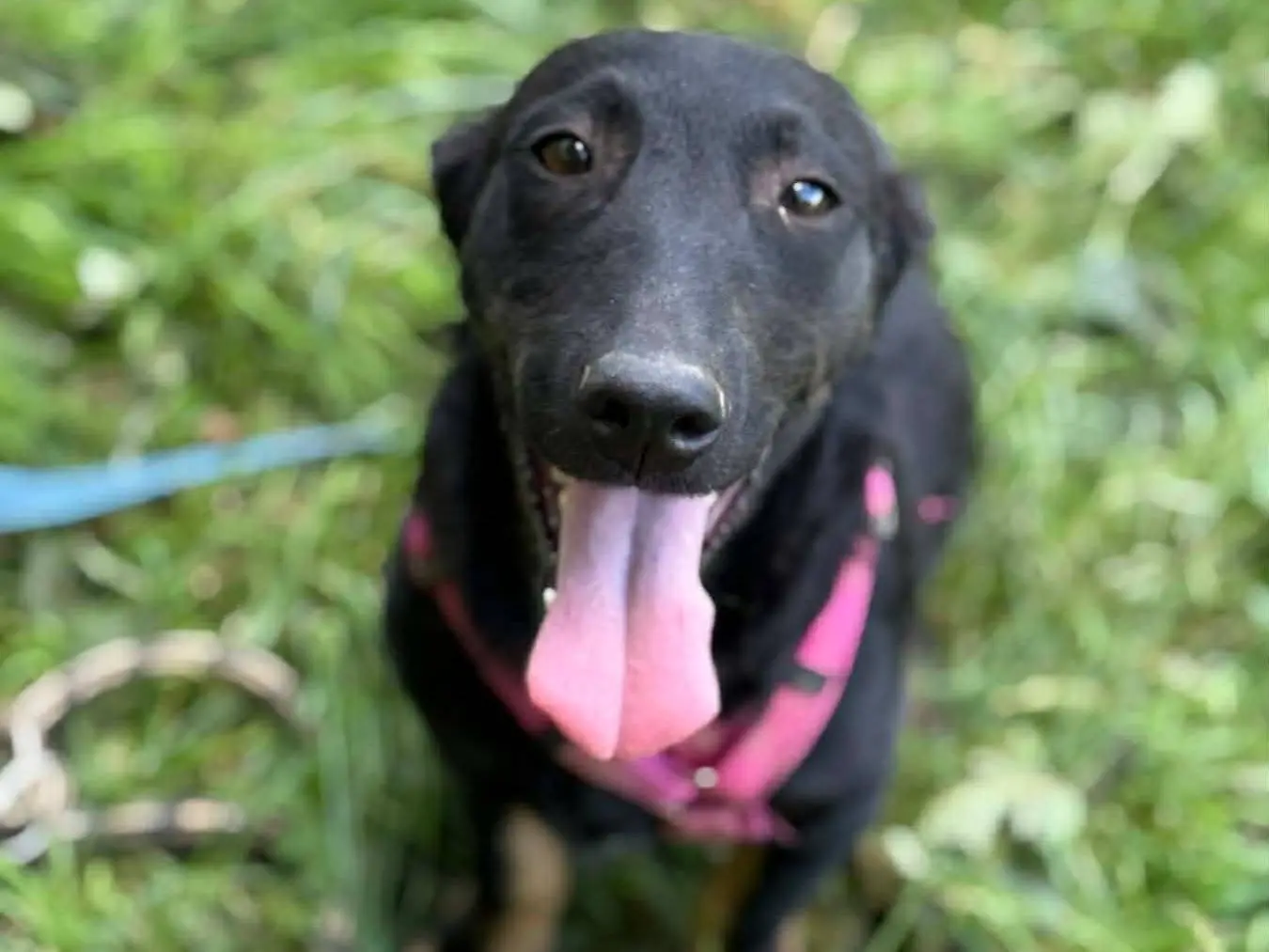Adozione cane, femmina, Razza sconosciuta Razza sconosciuta, 7 mesi, taglia media contenuta, Firenze
