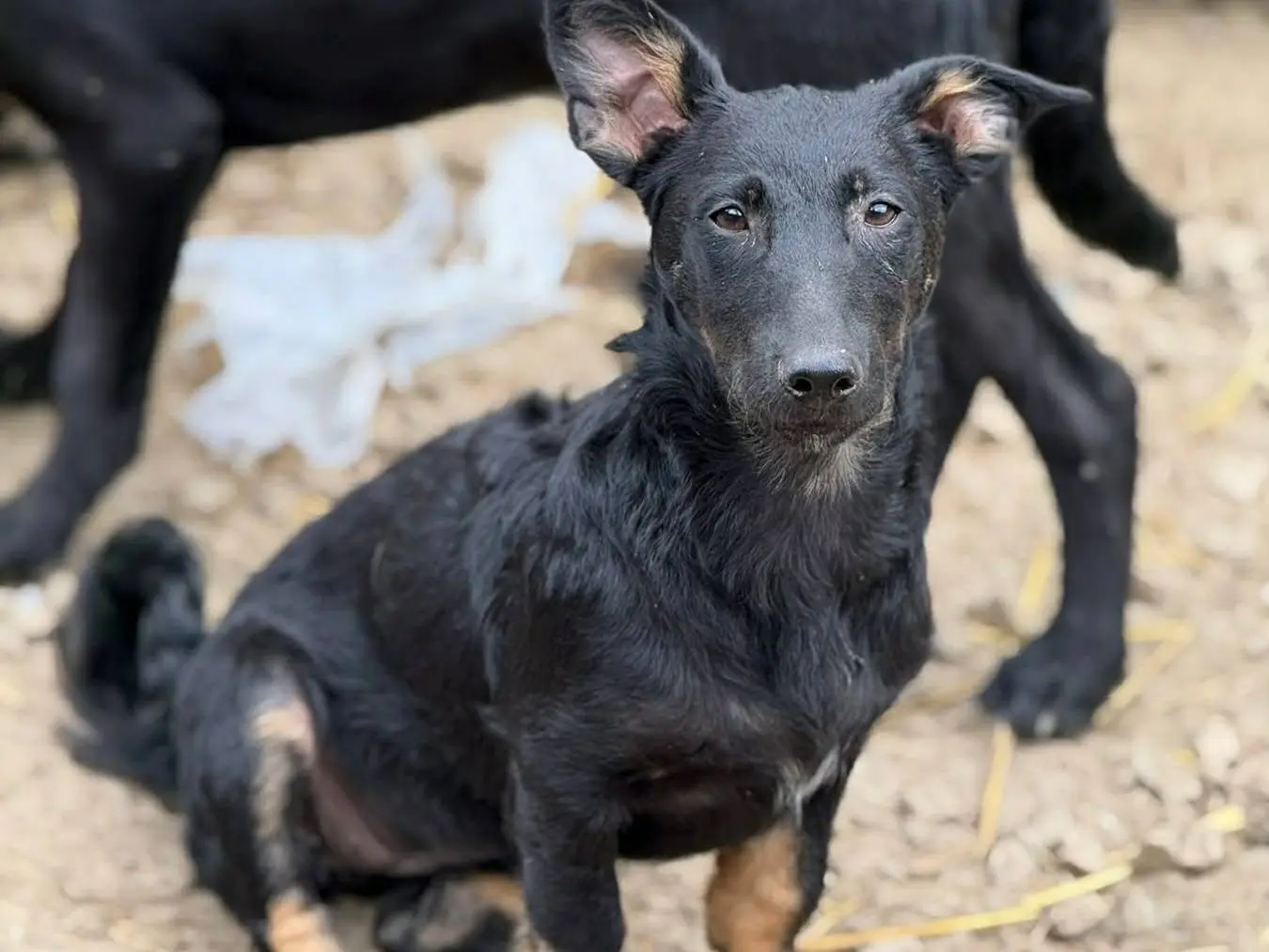 Adotta un cane, femmina, 7 mesi, Firenze