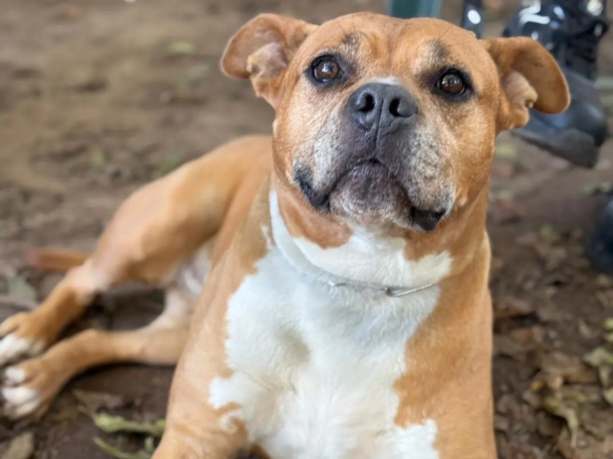 Adozione cane, femmina, Razza sconosciuta Razza sconosciuta, 8 anni e 3 mesi, taglia grande, Milano