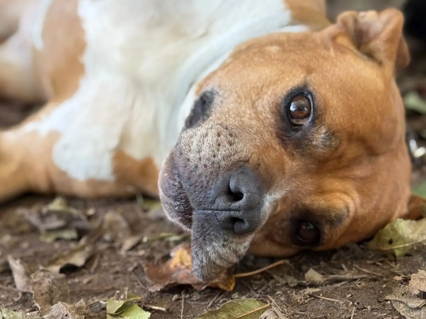 Adotta un cane, femmina, 8 anni e 3 mesi, Milano
