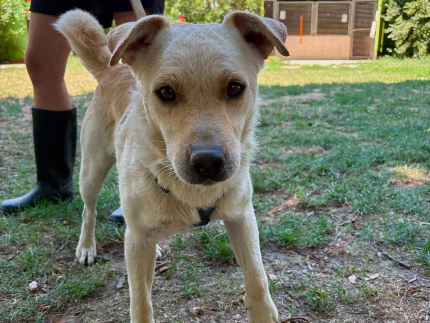 Adozione cane, maschio, Razza sconosciuta Razza sconosciuta, 11 mesi, taglia media, Torino