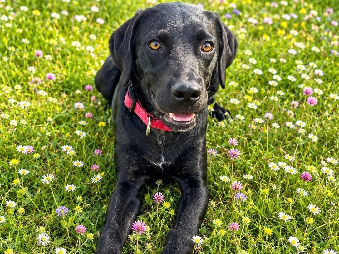 Adozione cane, femmina, Razza sconosciuta Razza sconosciuta, 11 mesi, taglia media contenuta, Siracusa