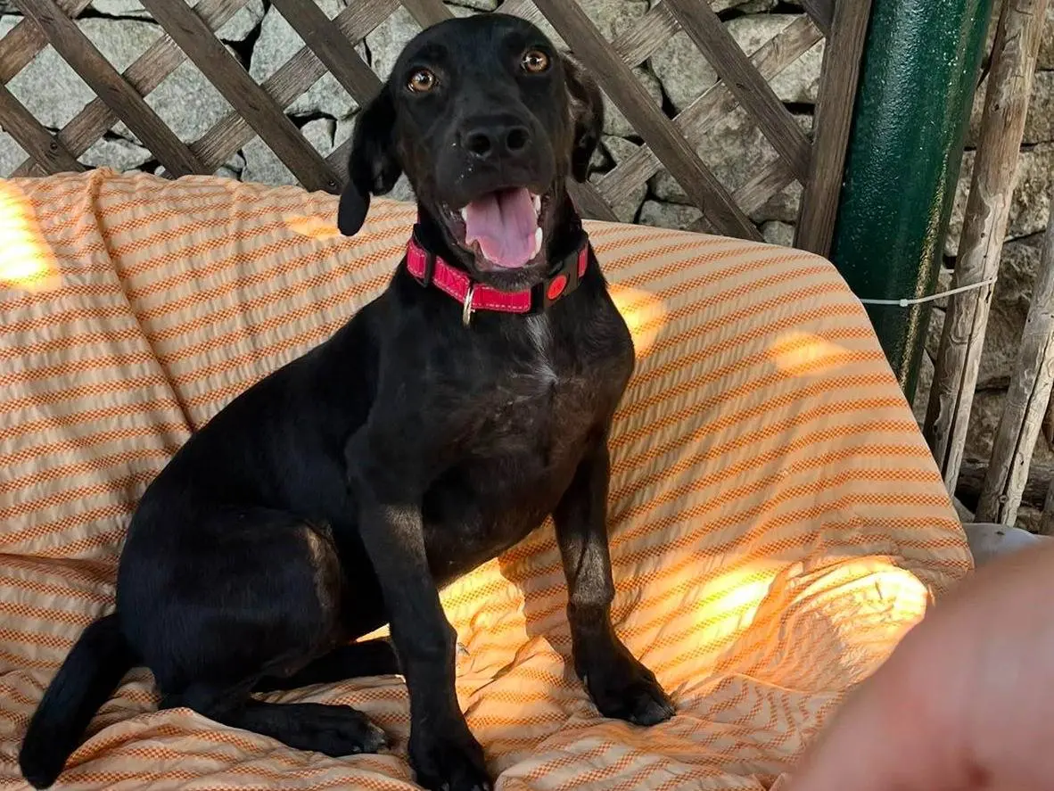 Adotta un cane, femmina, 11 mesi, Siracusa