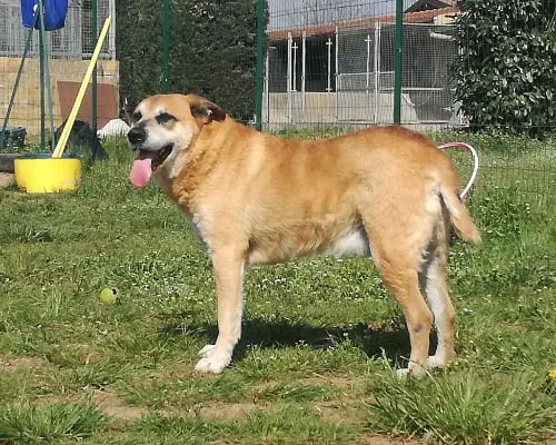 Adotta un cane, maschio, 13 anni e 9 mesi, Milano