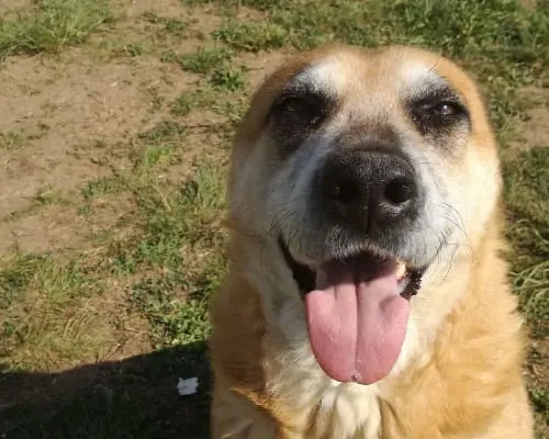 Adozione cane, maschio, meticcio, 13 anni e 9 mesi, taglia grande, Milano
