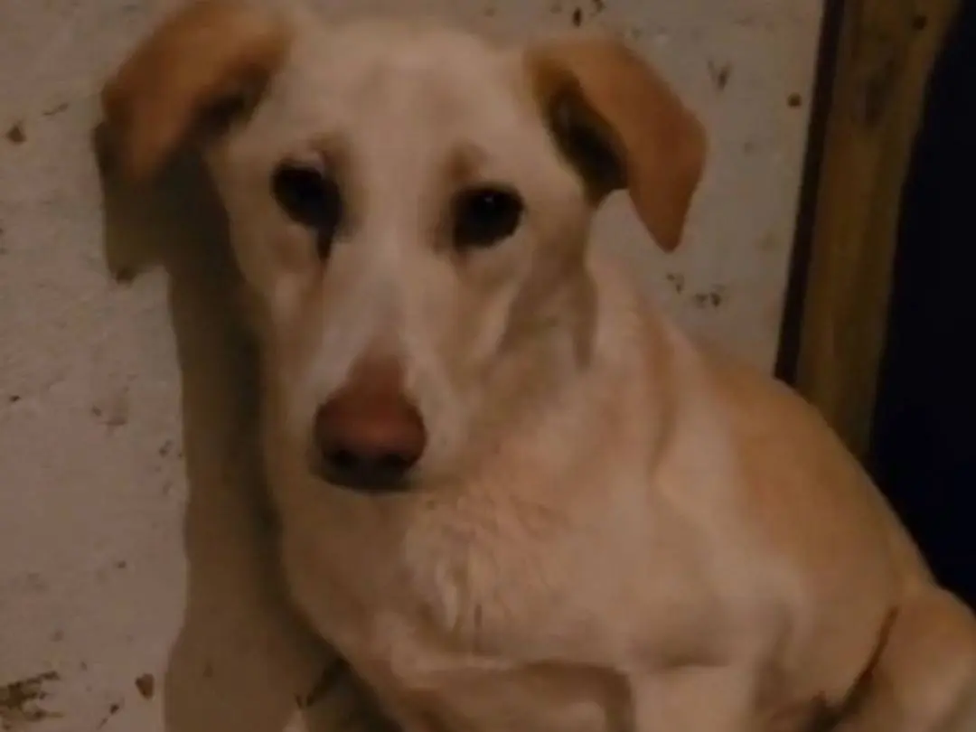 Adotta il cane Vera a Cosenza