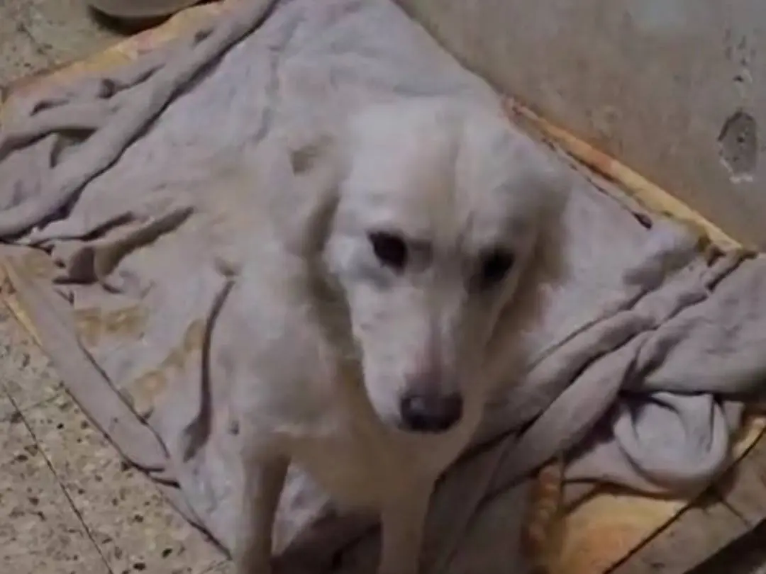 Vuoi adottare un cane a Cosenza?