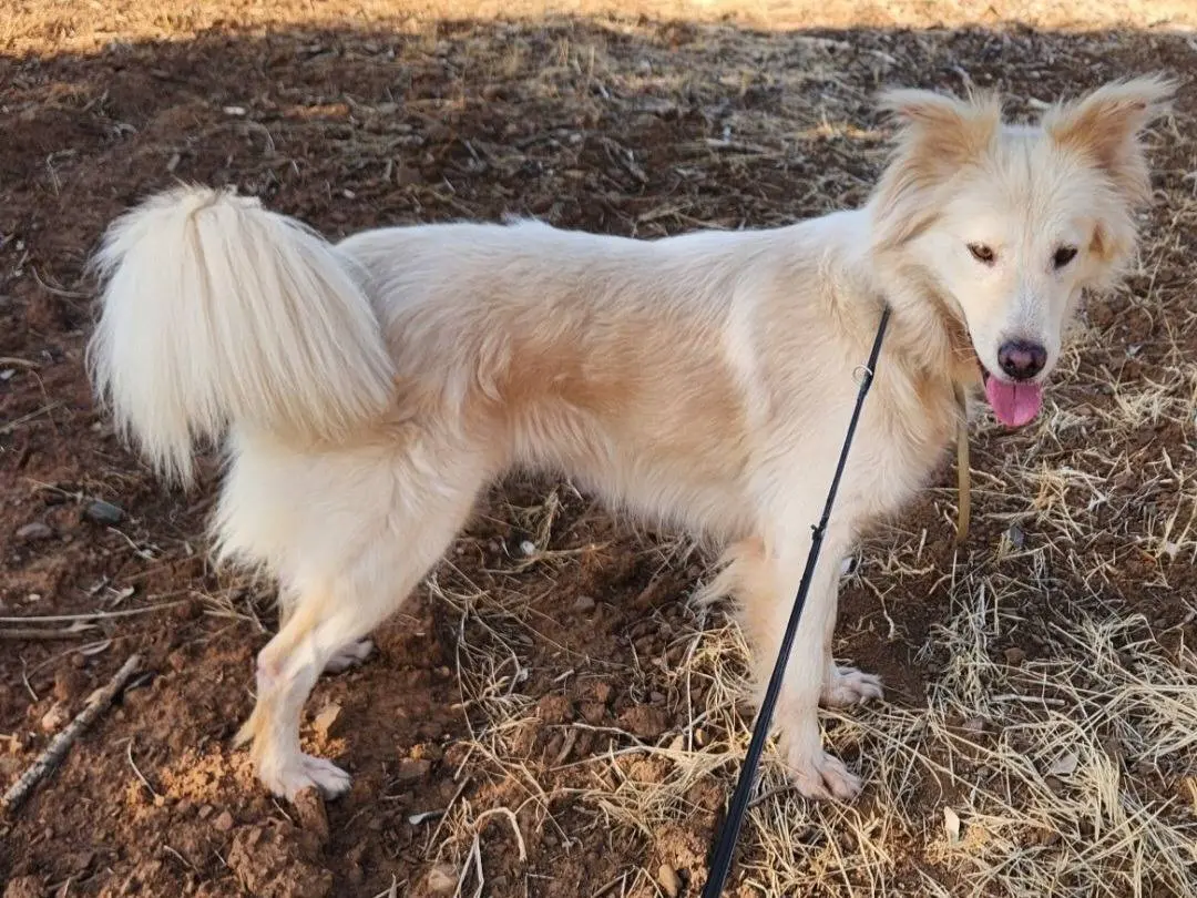 Adozione cane, femmina, Razza sconosciuta Razza sconosciuta, 3 anni e 4 mesi, taglia media, Cosenza