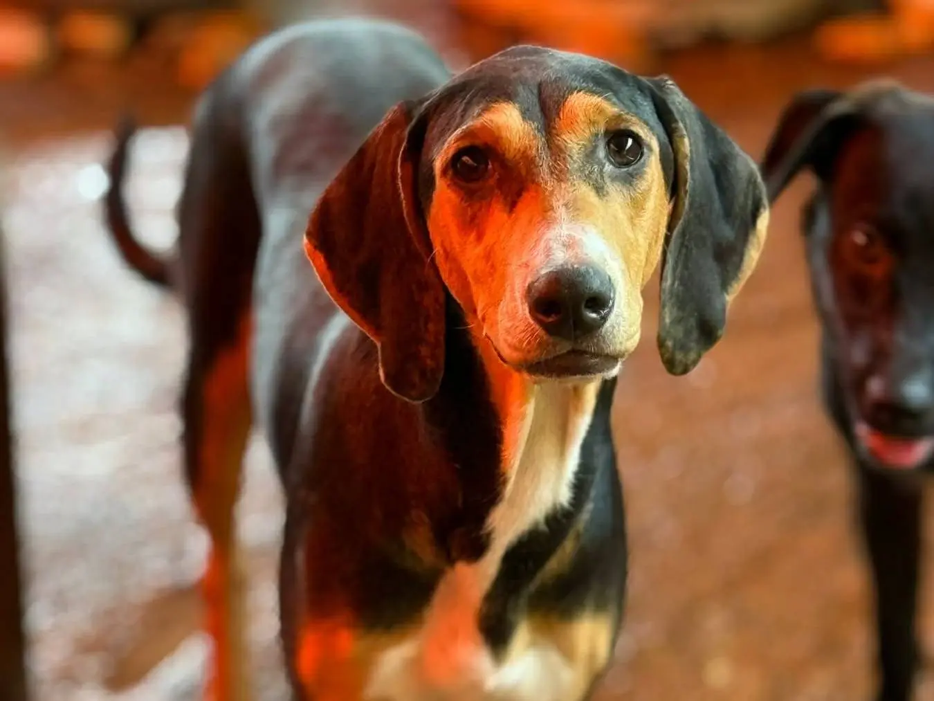 Vuoi adottare un cane a Firenze?