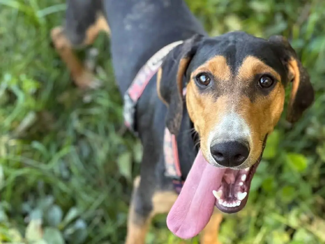 Adotta un cane, femmina, 8 mesi, Firenze