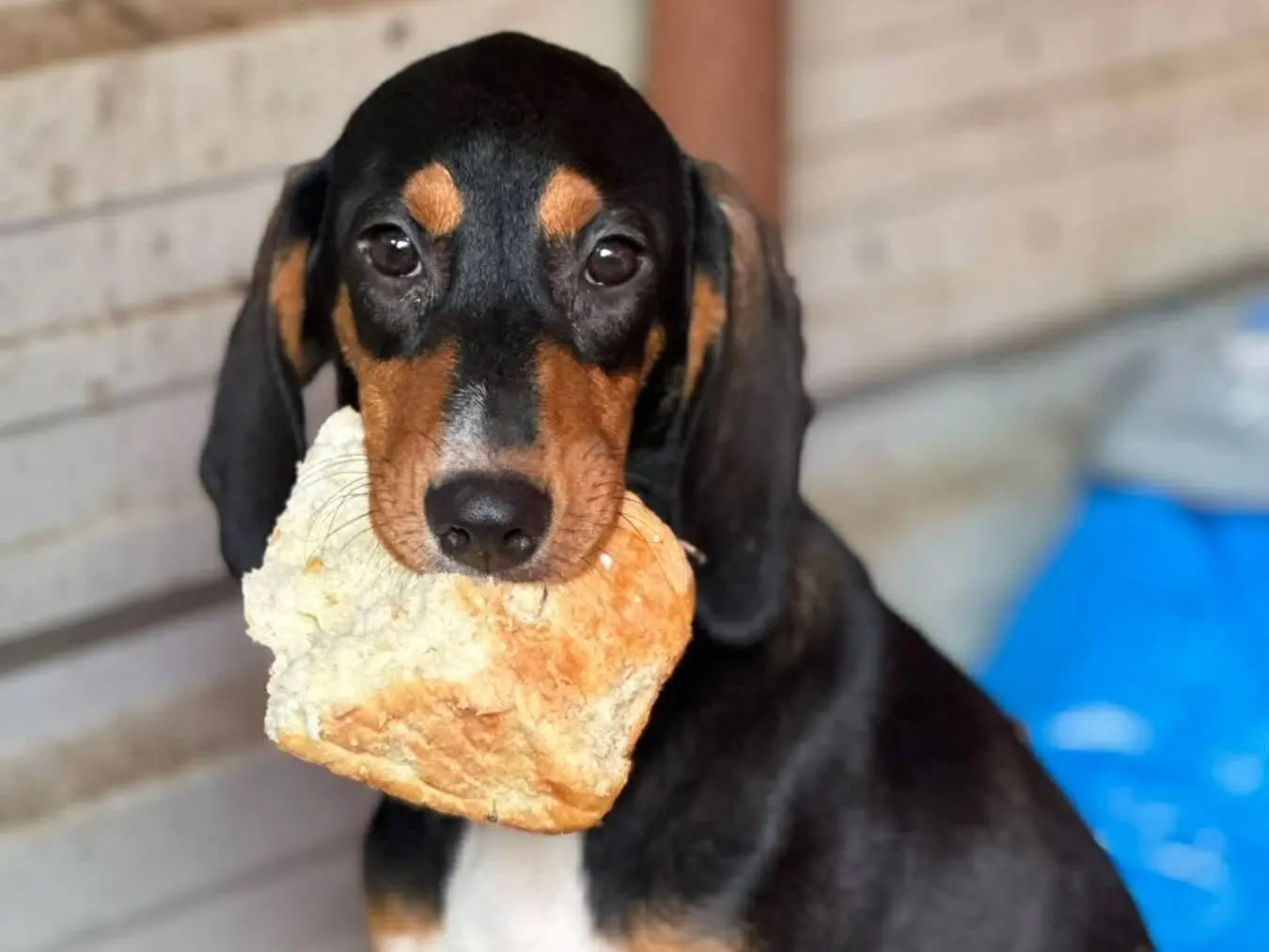 Adozione cane, femmina, Razza sconosciuta Razza sconosciuta, 8 mesi, taglia media, Firenze