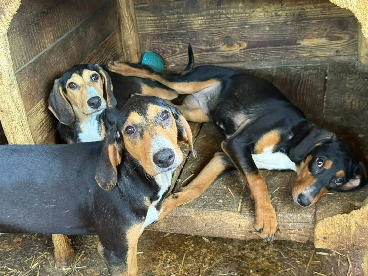 Adotta il cane AKIRA SHAKIRA LUNA LJUBICA a Firenze