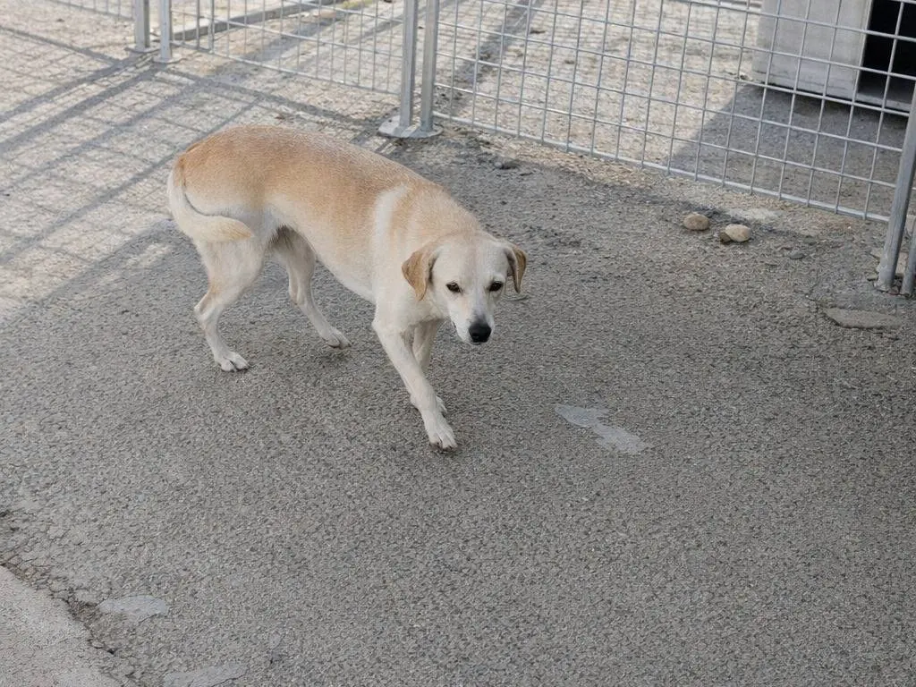 Adotta un cane, taglia media, femmina, Avellino