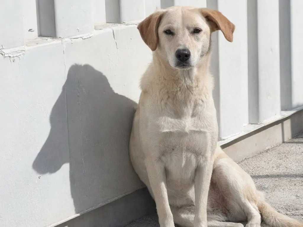 Adotta un cane, femmina, 5 anni e 5 mesi, Avellino
