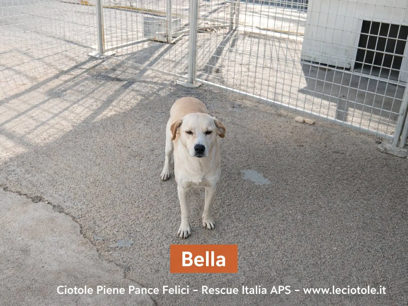 Adozione cane, femmina, Razza sconosciuta Razza sconosciuta, 5 anni e 5 mesi, taglia media, Avellino
