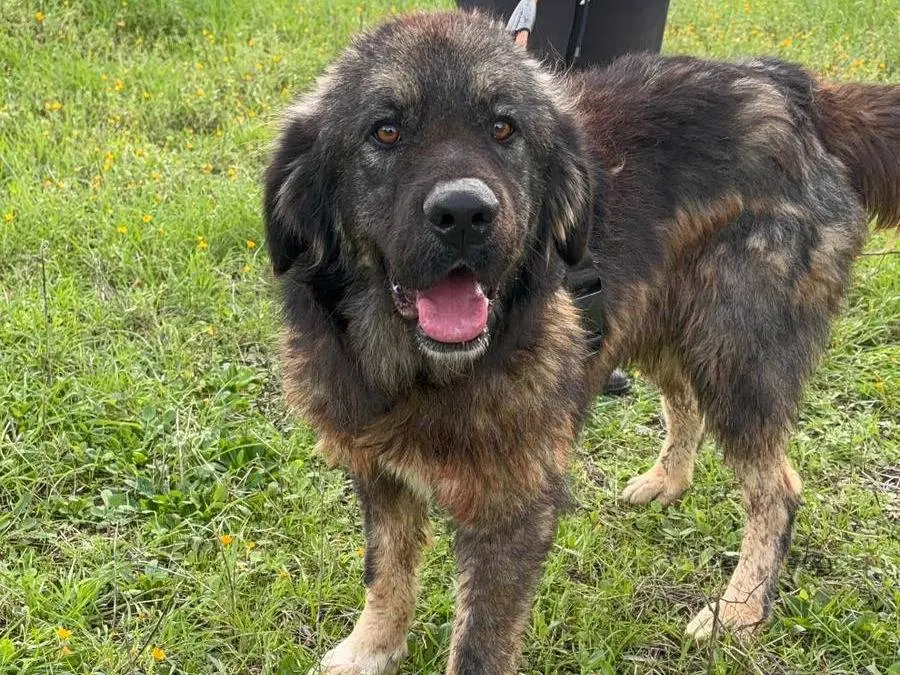 Adotta un cane, taglia gigante, femmina, Taranto