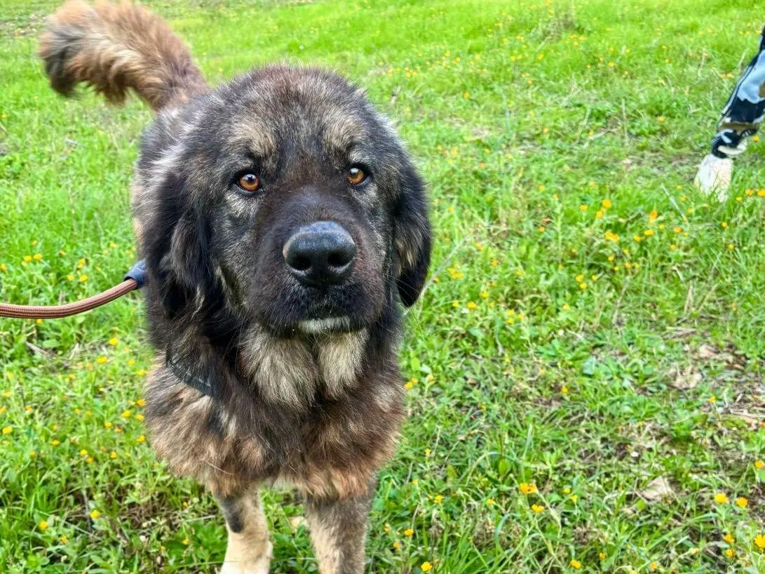 Adotta un cane, femmina, 4 anni e 10 mesi, Taranto