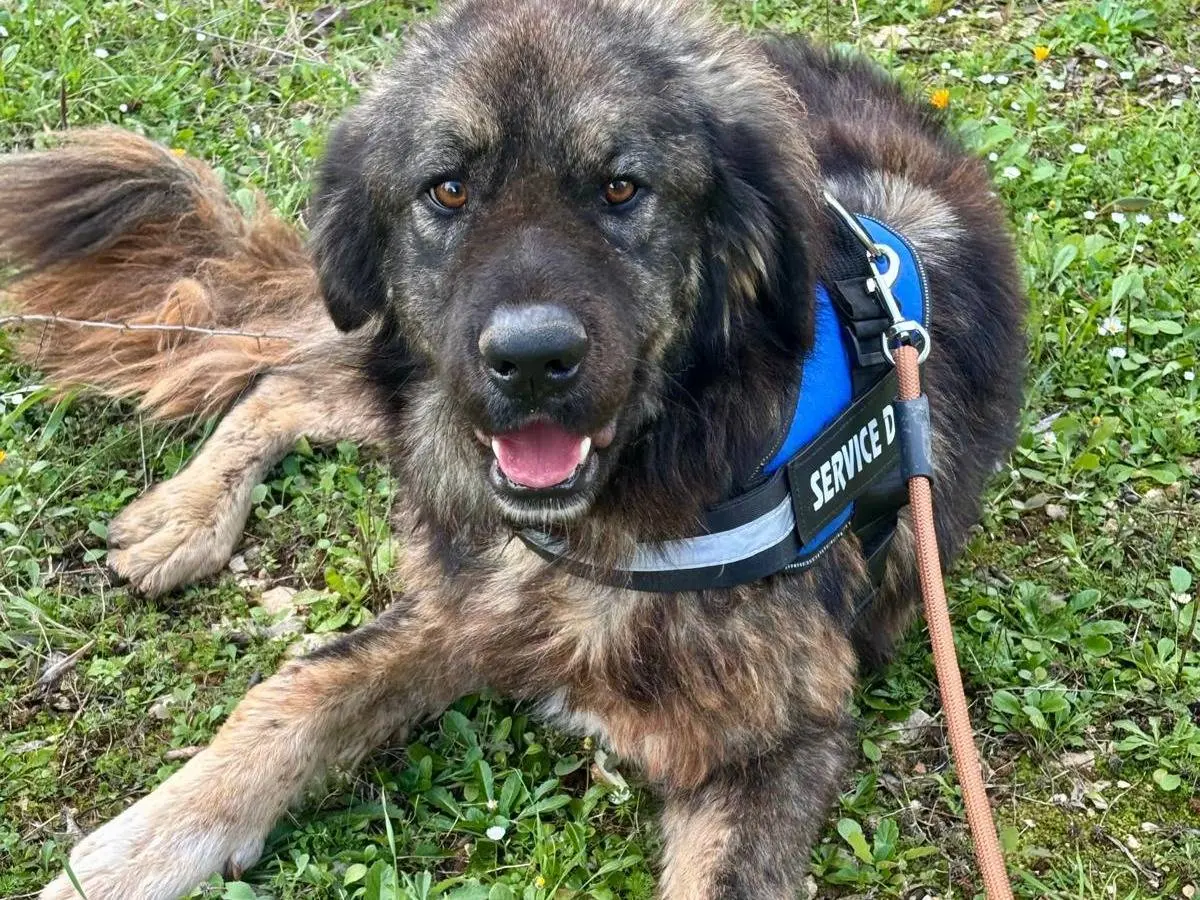 Adozione cane, femmina, Razza sconosciuta Razza sconosciuta, 4 anni e 10 mesi, taglia gigante, Taranto