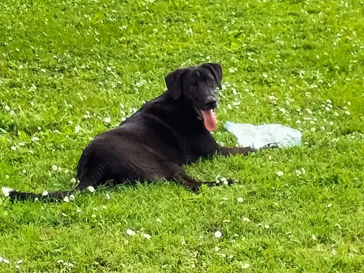 Vuoi adottare un cane a Ferrara?
